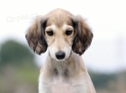 SALUKI �t���tka