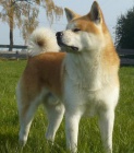 �t��ata Akita inu