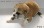 �t��ata Akita inu