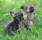 �ivava dlouhosrst� , kr�tkosrst�