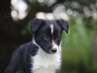 Border collie �t���tka s PP