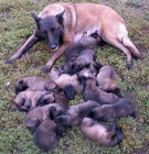 �t��ata BO malinois, pracovn� krev