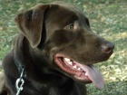 Kryt� - �okol�dov� labrador