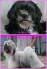 Lhasa apso s pp - fene�ky