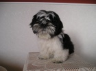 Prod�m Shih-tzu