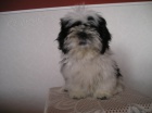 Prod�m Shih-tzu