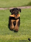 Erdelteri�r- Airedale terrier,�t��ata