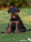 Erdelteri�r- Airedale terrier,�t��ata