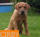 Tosa inu - v�prodej