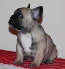 Francouzsk� buldo�ek 