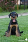 Erdelterier ,Airedale terrier,�t��ata