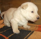 Skotsk� teri�r-�t���tka