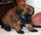 �t��ata - Irish Soft Coated Wheaten Terrier