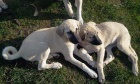 �t��ata,fenky,kangal
