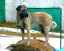 �t��ata,fenky,kangal