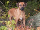 Rhod�sk� ridgeback s PP