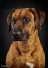 Rhod�sk� ridgeback s PP
