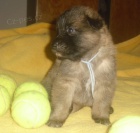 Belgick� ov��k Tervueren