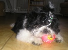 Prod�m Shih-tzu