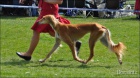 Saluki - persk� chrt