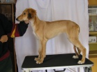 Saluki - persk� chrt