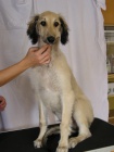 Saluki - persk� chrt