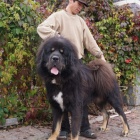 Tibetsk� doga zad�m �t��ata zima 2012/2013