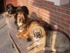 Tibetsk� doga zad�m �t��ata zima 2012/2013