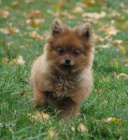 n�meck� �pic mal� , trpasli��