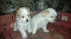 prod�m �t�n� lhasa-apso