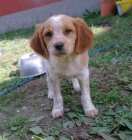 �t�n� BRETA�SK� OHA� s PP