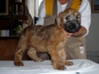 �t��ata - Irish Soft Coated Wheaten Terrier
