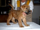�t��ata - Irish Soft Coated Wheaten Terrier