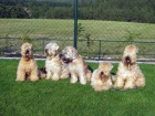 �t��ata - Irish Soft Coated Wheaten Terrier