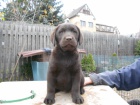 Labradorsk� retriever- �okol�dov� hol�i�ka