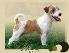 Jack Russell Teri�r s PP ke kryt�
