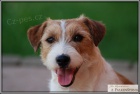 Jack Russell Teri�r s PP ke kryt�