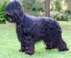 Briard - �t��ata plav� i �ern�, v�born� spole�n�ci