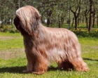 Briard - �t��ata plav� i �ern�, v�born� spole�n�ci