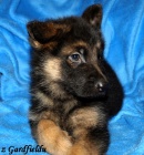 N�meck� ov��k - �t���tka s PP