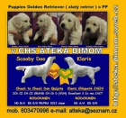 �t��ata Golden Retriever s PP