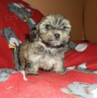 Havansk� ps�k (bi�onek)