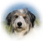 Veterin�rn� v�jezdov� slu�ba Praha