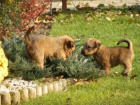 Kr�sn� �t��ata wheaten� od 27.11.2012