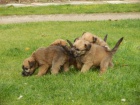 Kr�sn� �t��ata wheaten� od 27.11.2012