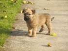 Kr�sn� �t��ata wheaten� od 27.11.2012