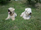 Kr�sn� �t��ata wheaten� od 27.11.2012