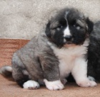 Kavkazsk� pasteveck� pes s PP