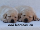 �t���tka Labrador Retriever