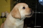 �t���tka Labrador Retriever